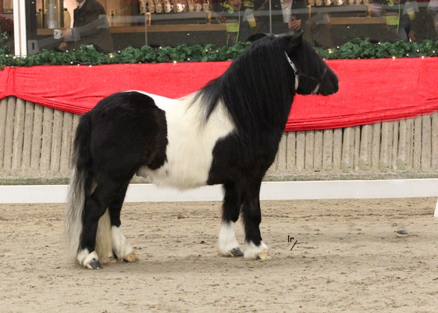 Liebas Shetlandponystal -